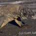 dragon_komodo_hsb_rinca_h_1058_kom2835.jpg